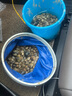 花沃里趕海工具5件套裝 沙灘鏟子挖沙工具鐵鍬鋤頭趕海夾子手套耙子水桶 曬單實拍圖