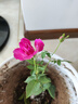 月季花苗四季開(kāi)花大花濃香型灌木月季苗庭院陽(yáng)臺盆栽地栽玫瑰花苗 天方夜譚【大花濃香，多季節開(kāi)花】 扦插小苗15-25cm高 1棵 曬單實(shí)拍圖
