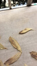 北海印象大口赤嘴鳘魚(yú)膠花膠干貨深海公膠100g孕產(chǎn)滋補(bǔ)送禮禮品節(jié)日禮物 M級(jí)大口膠100克約12個(gè) 曬單實(shí)拍圖