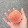 同甘園水蜜桃 現(xiàn)摘新鮮當(dāng)季應(yīng)季時(shí)令水果整箱山西桃子脆甜軟硬兩吃 整箱5斤 約14-16個(gè) 凈重4.5斤 曬單實(shí)拍圖