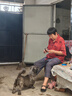 伯恩（BOARRNE）中老年老人手表男士女式大數(shù)字夜光防水父親節(jié)禮物送爸媽爺爺奶奶 809A金邊鋼帶-日歷-男表 曬單實(shí)拍圖