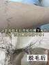 珂森博士 DR.KEROSEN法國(guó)高端脫毛膏男士專用私處胡須腋下手腿毛全身永久去根不再生長(zhǎng) 【專攻粗硬毛質(zhì)】男士脫毛膏 曬單實(shí)拍圖