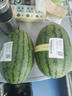吊秧小西瓜 約1.5kg 曬單實(shí)拍圖