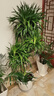 植男植女龍血樹(shù)綠植盆栽龍須樹(shù)室內辦公室客廳造型大型落地植物源頭直發(fā) 曬單實(shí)拍圖