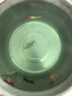 孔雀魚鴻運(yùn)當(dāng)頭觀賞魚小型熱帶淡水好養(yǎng)耐活鳳尾紅頭漁場(chǎng)直發(fā) 3-4個(gè)月齡鴻運(yùn)當(dāng)頭3對(duì) 曬單實(shí)拍圖