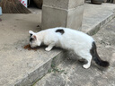 憨憨樂園貓咪狗狗寵物剃毛器電推剪電動貓毛狗毛推子動物理發(fā)剪毛推毛用品 曬單實拍圖