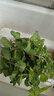 薄荷盆栽可食用大苗水培室內(nèi)驅(qū)蚊綠植迷迭香香草植物檸檬貓薄荷 精品大盆薄荷+白仿木桶塑料盆 曬單實(shí)拍圖