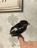 四喜鳥食飼料提性壯膘收身大唱促鳴亮羽黑白四喜長尾打斗鳥糧 400ml 5瓶 [谷子糧】 曬單實拍圖