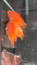 樂淘逸寵血紅鸚鵡魚活體發(fā)財(cái)魚財(cái)神魚大型熱帶觀賞魚淡水好養(yǎng) 9-10cm血鸚鵡6條發(fā)順豐 曬單實(shí)拍圖