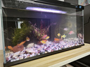瘋狂水草（FKSC）真水草魚(yú)缸造景套餐凈化水質(zhì)懶人魚(yú)缸水草植物直接入缸蜈蚣草 【火山石】水草組合一3棵裝 曬單實(shí)拍圖