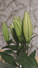 小米（MI）Redmi Buds 6 活力版 藍牙耳機 30小時(shí)長(cháng)續航 適用于安卓蘋(píng)果手機 白色 曬單實(shí)拍圖