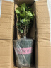 開(kāi)時(shí)果 茉莉花盆栽濃香型 桌面綠植物陽(yáng)臺花卉樹(shù)苗盆景擺件源頭直發(fā)包郵 精品茉莉花5-10株【加侖盆】 曬單實(shí)拍圖