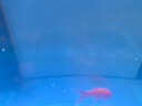 錦鯉魚(yú)活體觀賞魚(yú)活魚(yú)小型易養(yǎng)冷水淡水魚(yú)小魚(yú)苗錦鯉金魚(yú)好看錦鯉 10-12cm 六色錦鯉套餐6條 曬單實(shí)拍圖