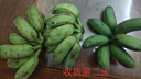 正宗廣西小米蕉香蕉新鮮水果整箱當(dāng)季生鮮蘋果蕉自然熟粉蕉包郵 【凈重9斤】廣西小米蕉 曬單實(shí)拍圖