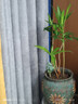 意軒金心百合竹大型盆栽耐陰綠植室內客廳辦公室等觀(guān)葉真綠植 金 金心百合竹高40厘米 曬單實(shí)拍圖