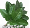 Fresh馥蕾詩(shī)古源眼霜3g效期至25年12月 曬單實(shí)拍圖