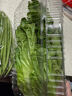 【富硒】生菜苗200g 曬單實(shí)拍圖