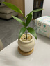 八芽海島羅漢松指尖微型盆栽桌面小綠植迷你拇指好養植物源頭直發(fā)包郵 竹柏-陶瓷小茶罐盆-竹底托-鋪面石 陶瓷盆-帶盆栽好 曬單實(shí)拍圖