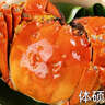 【活蟹】湖鮮陽澄 大閘蟹 去繩足重 3.0-3.3兩 8只 鮮活六月黃現(xiàn)貨超大螃蟹生鮮禮盒裝 曬單實拍圖