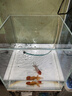 坤寧王金晶超白玻璃魚缸30方缸家用小型裸缸桌面造景溪流缸客廳烏龜缸 曬單實拍圖