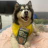 Meatyway爵宴'自然之味'寵愛禮盒1.072kg 寵物狗狗零食訓(xùn)犬大禮包 曬單實(shí)拍圖