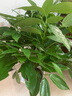 行湘平安樹盆栽大型綠植新房植物 平安樹1-1.2米+菱形樹脂盆 源頭直發(fā) 曬單實(shí)拍圖