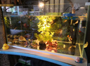 森森 超白玻璃小魚(yú)缸HWK-600P裸缸款水草缸金魚(yú)缸小型水族箱水草缸  曬單實(shí)拍圖