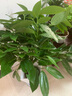 行湘平安樹盆栽大型綠植新房植物 平安樹1-1.2米+菱形樹脂盆 源頭直發(fā) 曬單實(shí)拍圖