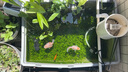 神陽(yáng)大黑天金魚(yú)飼料育成色揚胚芽增體魚(yú)食增色蘭壽泰獅子頭下沉型魚(yú)糧 大黑天金魚(yú)基礎主食小粒500g (浮) 曬單實(shí)拍圖