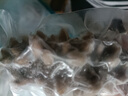 久年大連即食海參1斤8-12只遼刺參京東自營 固形物超85% 生鮮海鮮盒裝 曬單實拍圖