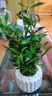 八芽小葉梔子花盆栽開花植物室內(nèi)桌面茶幾好養(yǎng)花卉綠植辦公室凈化空氣 小葉梔子花-陶瓷豎紋盆 帶盆栽好 曬單實拍圖
