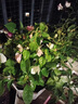 三角梅大苗盆栽綠櫻老樁三角梅室內(nèi)外植物四季好養(yǎng)活 三角梅大苗同安紅40-50厘米（不含盆） 曬單實拍圖