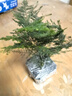 佰花錦文竹桌面盆栽新中式綠植辦公室客廳盆景茶臺臥室好養綠植花卉植物 【送方底座】文竹+pvc舍得盆+黑沙石鋪面 20-30cm 曬單實(shí)拍圖
