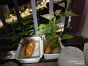 美樂棵 水培營養(yǎng)液家庭園藝花肥肥料水培植物專用濃縮植物營養(yǎng)液500ML 曬單實拍圖