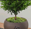 八芽 小葉赤楠盆景擺件室內(nèi)綠植花卉盆栽老樁客廳辦公室桌面好養(yǎng)植物 （【熱銷款】舍得紫砂盆赤楠+苔蘚+底座） 曬單實拍圖