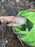 川澤伊豆有刺子線雙鉤成品綁好防纏繞魚鉤套裝全套競技野釣鯉魚鯽魚鉤 鉤7#線2.0#+鉤8#線2.5# 伊豆有刺【20付】 曬單實拍圖