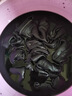 蠟象衣服染色劑舊衣修復(fù)免煮染料純棉牛仔染色改色劑染料粉扎染不掉色 80g 1瓶 【黑色】 曬單實(shí)拍圖