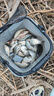 川澤短子線雙鉤升級(jí)金袖魚鉤成品綁好套裝淺水野釣防纏繞海夕鉤鯽魚鉤 金袖有刺32cm【鉤3/4線0.4/0.6】 子線雙鉤20付/盒 曬單實(shí)拍圖