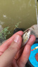 溪流魚(yú)護野釣小魚(yú)魚(yú)護便攜小網(wǎng)眼小白條小雜魚(yú)小號釣魚(yú)網(wǎng)兜小眼網(wǎng) 20cm 2m 【地插款】-2毫米眼 無(wú)規格 曬單實(shí)拍圖