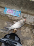 漢鼎拉力強(qiáng)線組鯽魚魚線成品主線釣魚線組套裝全配件用品線拉力強(qiáng)魚線 4.5m【新品綜合線組，2盤裝】 2號 曬單實拍圖