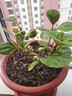 小盼菩提樹盆栽室內(nèi)好養(yǎng)綠植好養(yǎng)辦公陽臺禪意花卉送禮小盆景 小盼菩提-原土 曬單實拍圖
