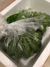 三萌果蔬廣西小米蕉【青蕉發(fā)貨收到需催熟】芭蕉新鮮水果應(yīng)季香蕉現(xiàn)摘現(xiàn)發(fā) 5斤 精選裝【香甜粉糯】?jī)?.5斤 曬單實(shí)拍圖