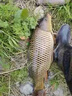 鮮丹蚯蚓紅蟲顆粒餌料鄧剛推薦釣魚專用全能野釣通殺鯉魚鯽魚腥香 買二贈(zèng)一【紅腥香】 曬單實(shí)拍圖