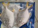 翔泰 海南金鯧魚(yú)凈重900g 2條裝  魚(yú)類(lèi)生鮮 火鍋食材 海鮮水產(chǎn) 中秋 曬單實(shí)拍圖