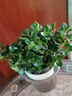 四季常青金魚(yú)花吊蘭盆栽室內綠植花卉多肉植物發(fā)財樹(shù)好養易活客廳 金魚(yú)吊蘭【整盆20-30顆】原盆土 曬單實(shí)拍圖