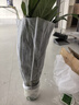 【熱銷款】白掌一帆風(fēng)順盆栽水培植物室內(nèi)花綠植紅掌發(fā)財(cái)樹吸甲醛 【店主推薦】特級(jí)白掌6-8株帶花+早安盆+營(yíng)養(yǎng)液 曬單實(shí)拍圖
