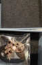 Royal sasa皇家莎莎頭繩發(fā)圈韓國清新愛(ài)心頭花頭飾發(fā)飾扎頭發(fā)繩皮筋馬尾飾品 粉紫色 曬單實(shí)拍圖