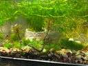 小型熱帶觀賞魚(yú)魚(yú)活體魚(yú)苗活體孔雀魚(yú)天使魚(yú)好養(yǎng)耐活漁場(chǎng)直發(fā)活魚(yú) 孔雀魚(yú)隨機(jī)12條送備損3條+魚(yú)食 曬單實(shí)拍圖