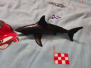 MECHILE海洋動物模型套裝仿真鯊魚海豚海獅海豹白鯨企鵝海龜藍(lán)鯨白鯨螃蟹 藍(lán)鯊 曬單實(shí)拍圖