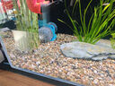 創(chuàng)寧變頻潛水泵 CN-9500-25W 10檔流量調(diào)節(jié) 魚缸假山噴泉池循環(huán)抽水 曬單實(shí)拍圖